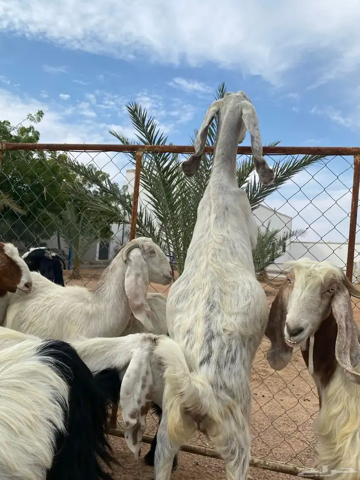 معزا هولنديات 0