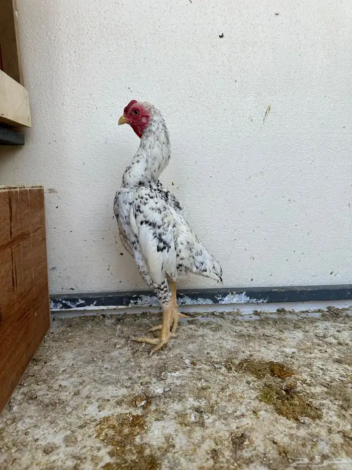 ديوك كوشامو 2