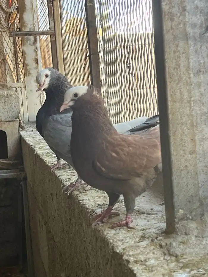 عشه حمام موكا هزاز 10