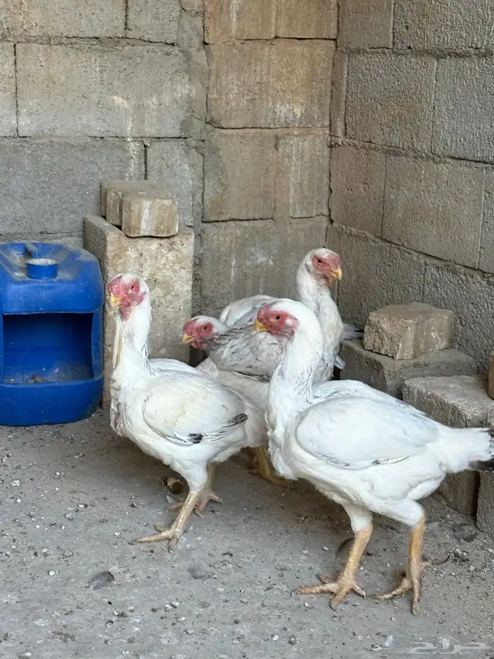 دجاج فارسي حجازي 4