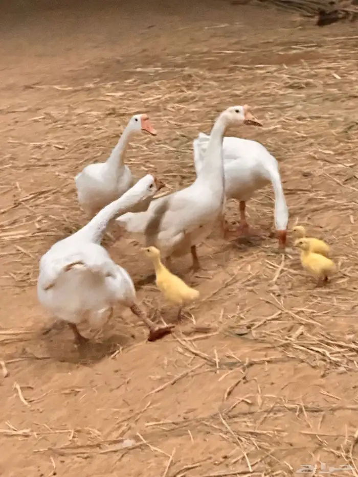 صوص وز روسي بلغاري 5