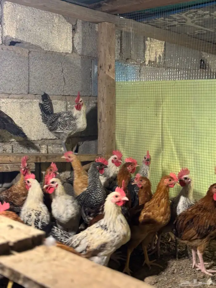 ديك بلدي جمله تم البيع تم البيع 1