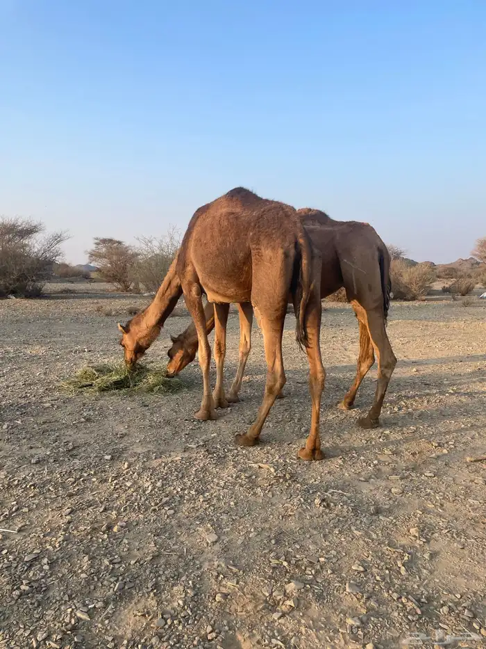 نياق حمر طيبات 2