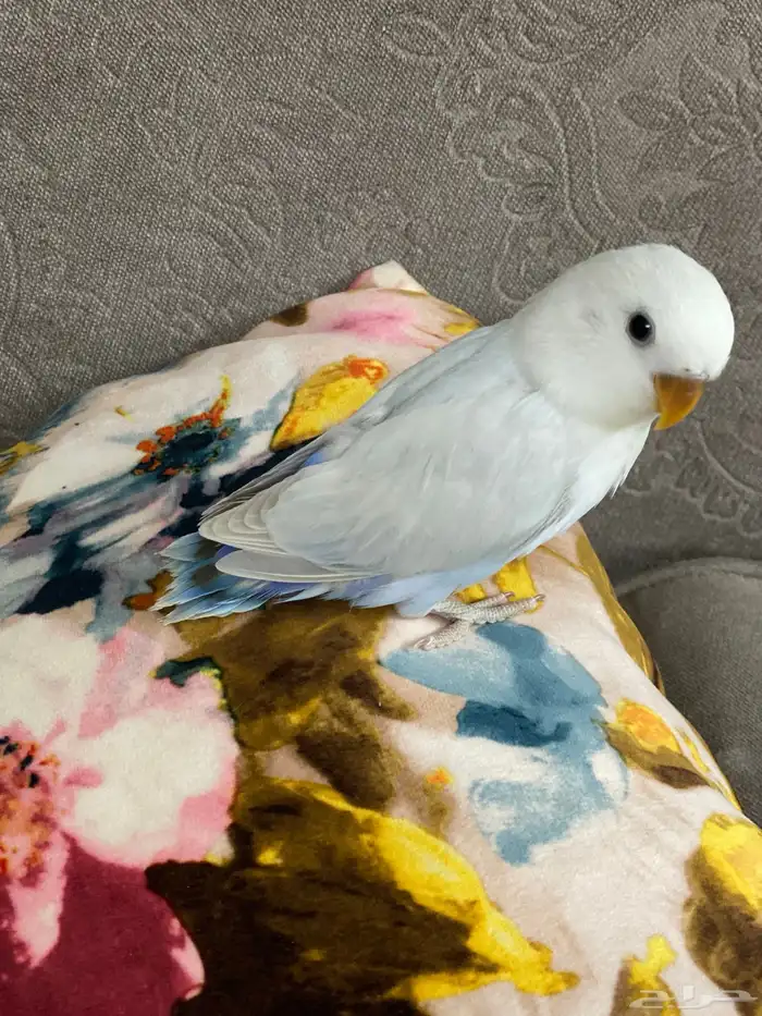 فررخ روز غر 1