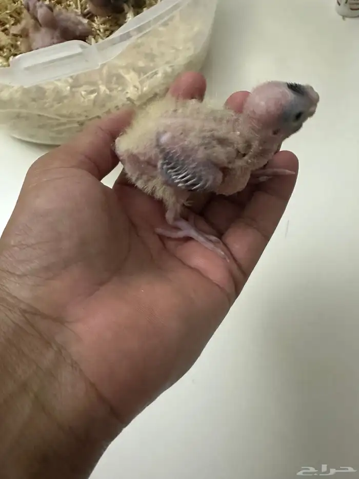 للبيع كروان غر ب 80 تم البيع 3