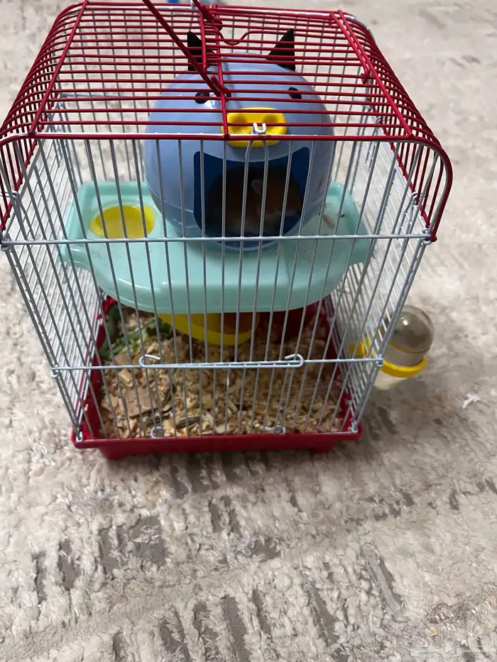 هامستر للبيع واحد صغير 3