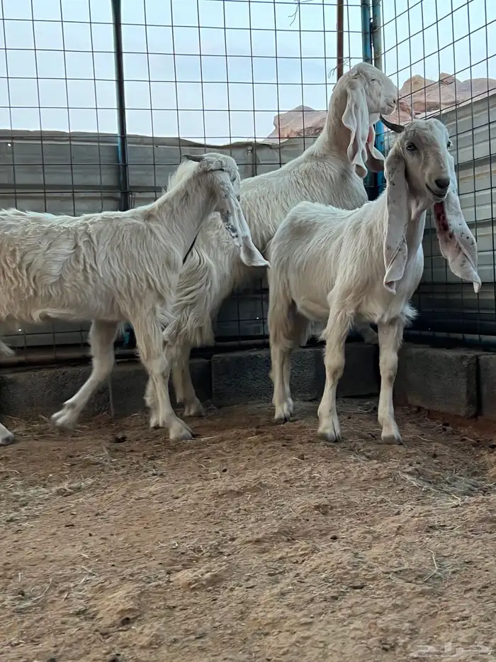 الطائف الحوية الضبط 1