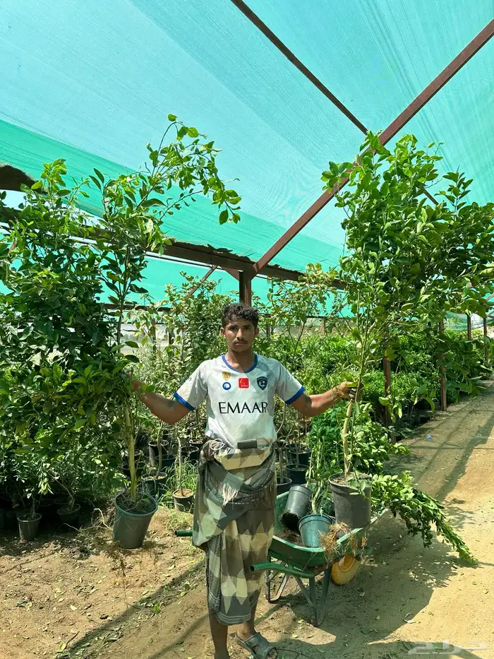 شتلات مانجو وتين رمان 1