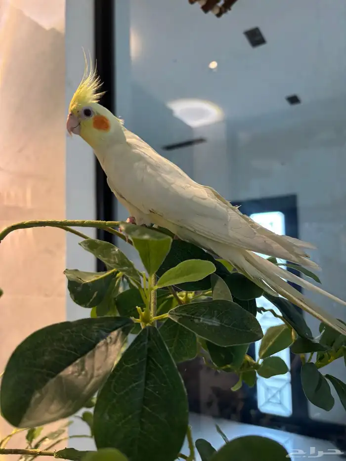 كروان لاتينو 3