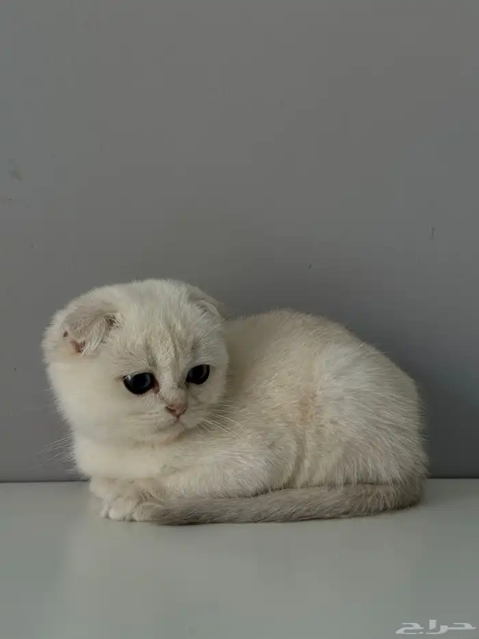 كيتن قطط قط قطو الكيك قطوه سكوتش 1