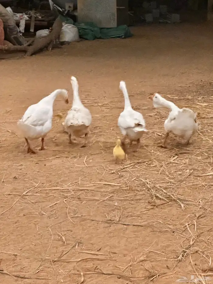 صوص وز روسي بلغاري 1