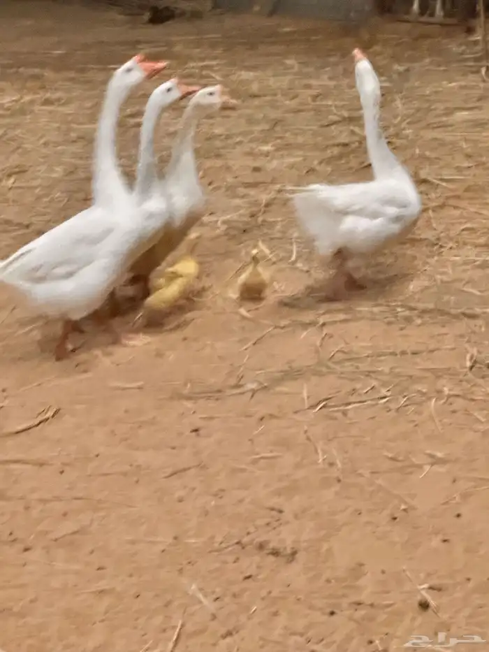 صوص وز روسي بلغاري 3