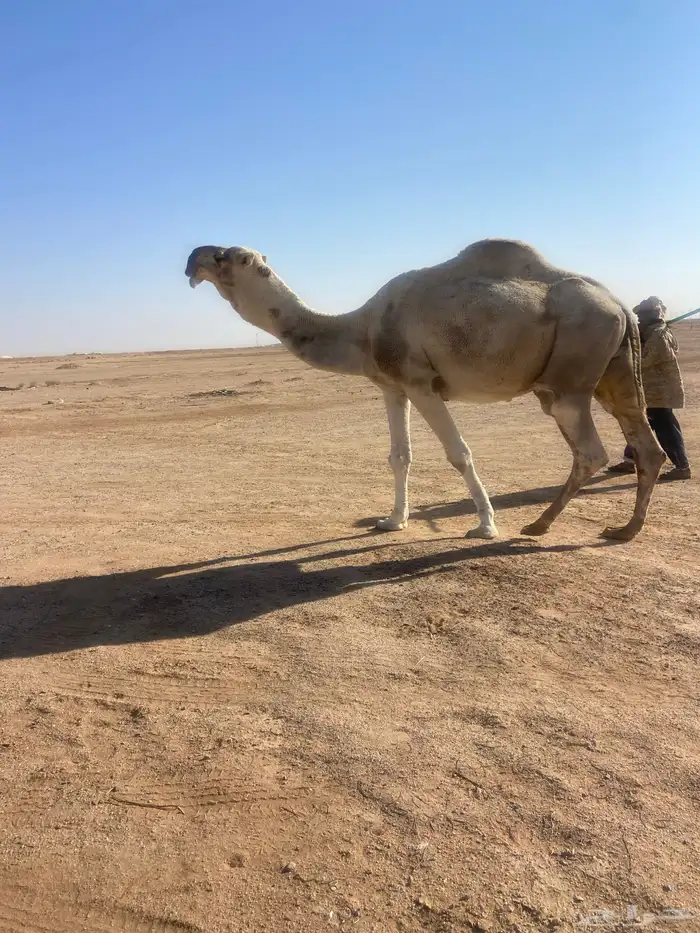 للبيع بعير فحل ساسه عوني 0