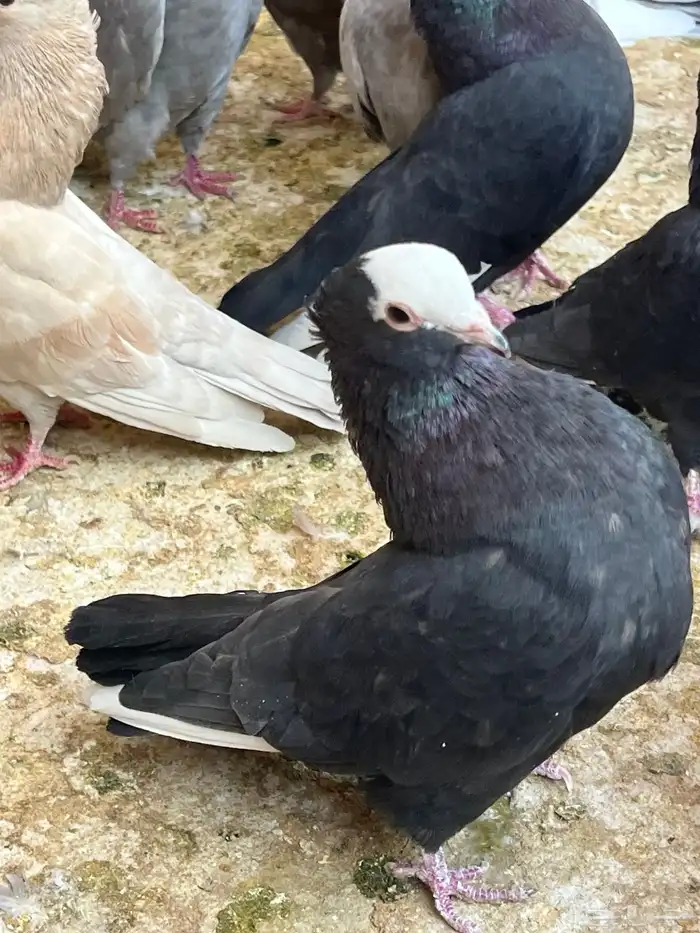 عشه حمام موكا هزاز 6