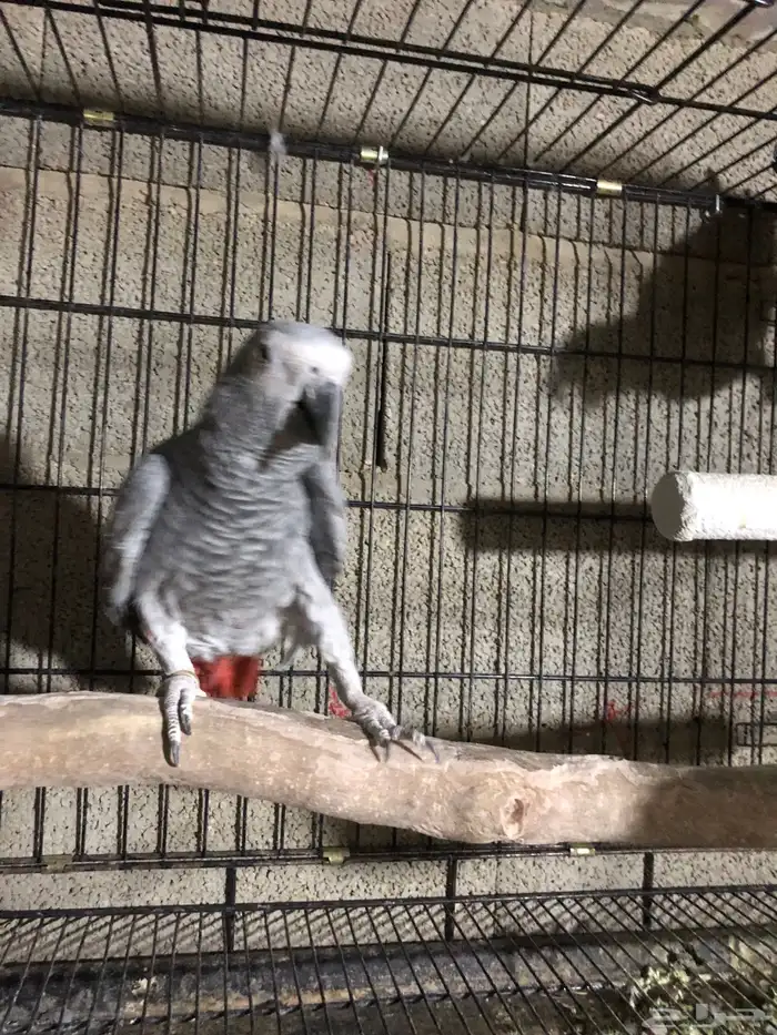 جوز كاسكو منتج 1