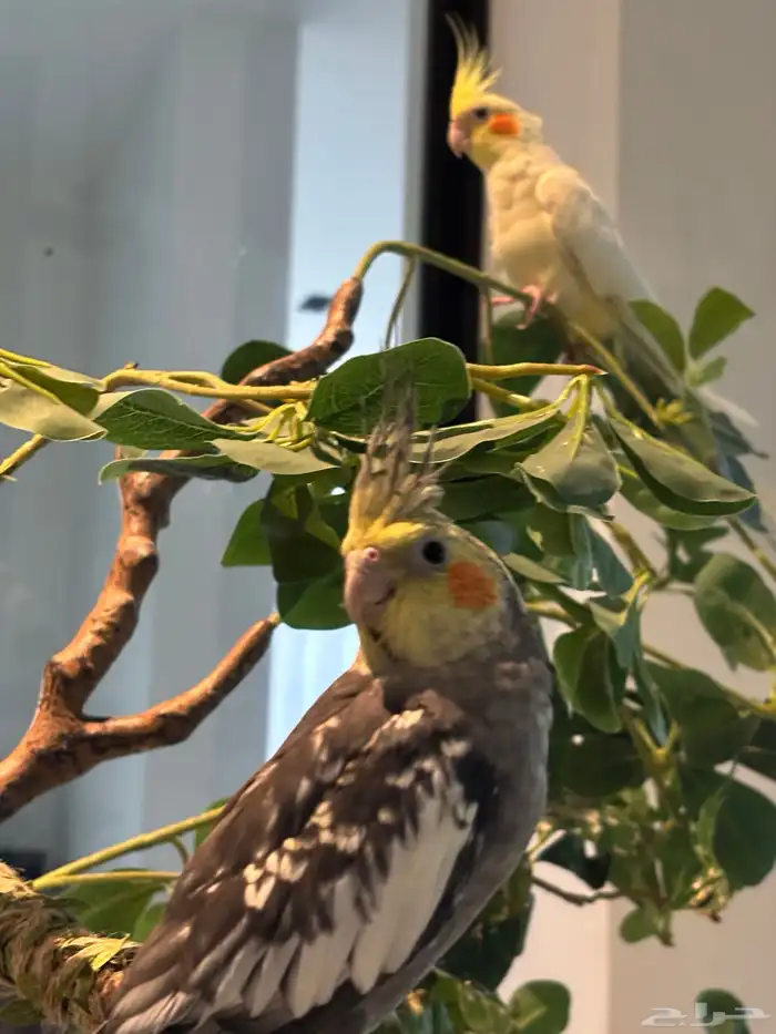 كروان لاتينو 6