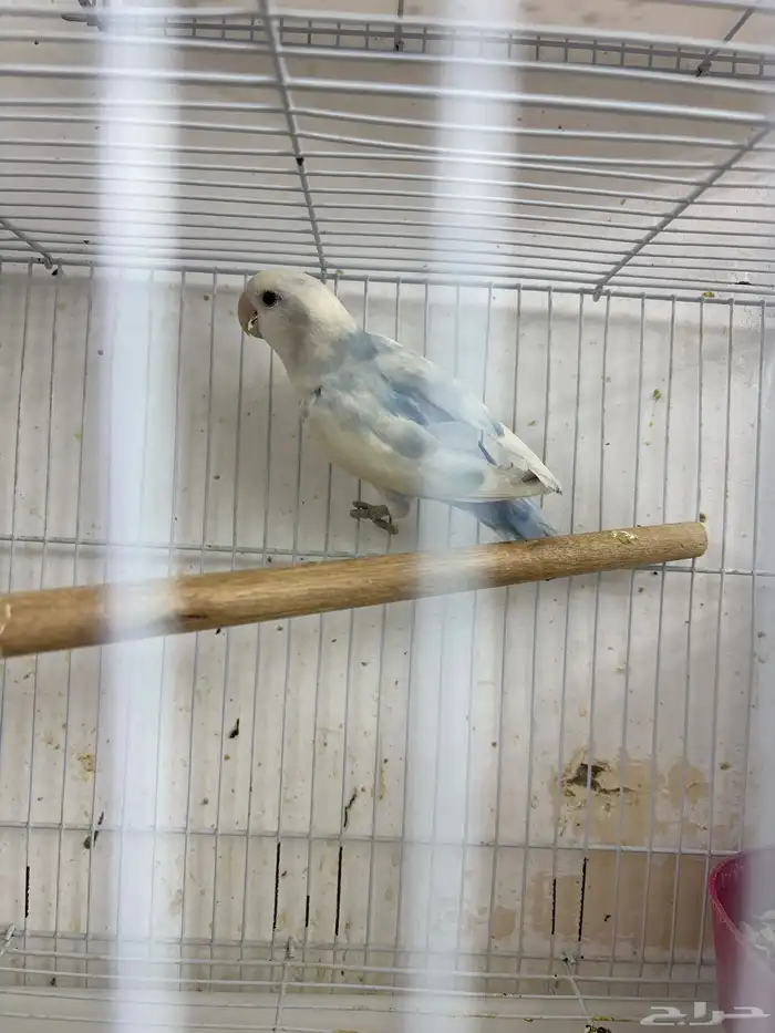 زوج روز مع ثلاثه فروخ وبيضه 0