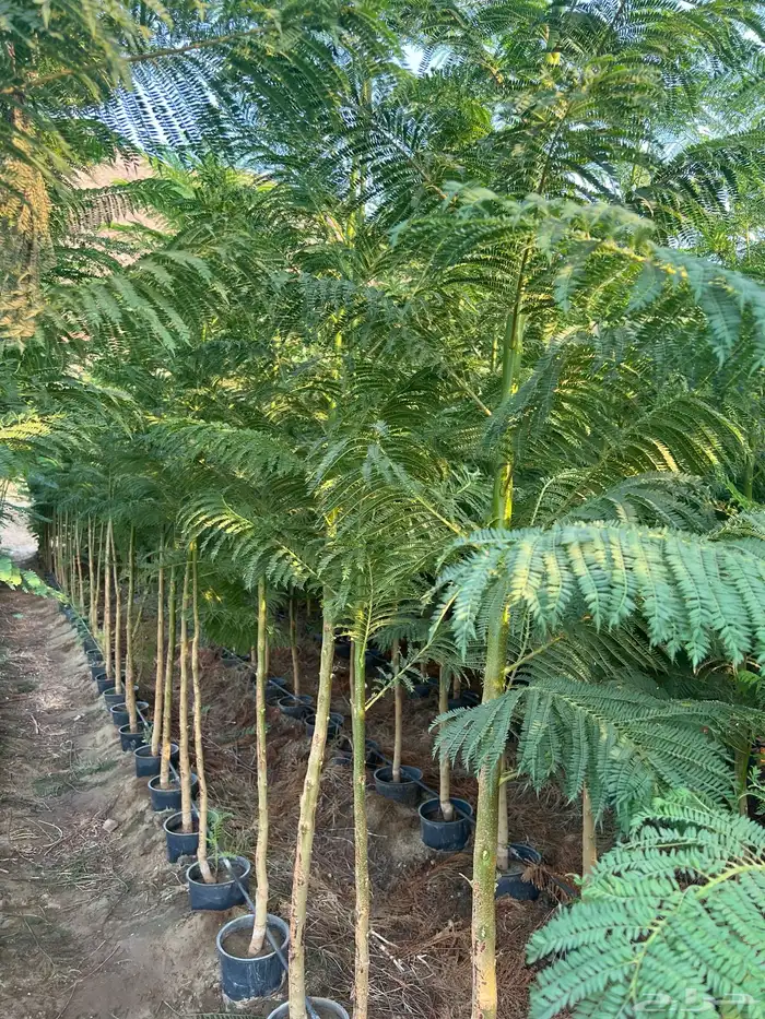 مشتل مؤسسة ميم للتشجير نيم لبخ باركنسونيا اكاسيا 2