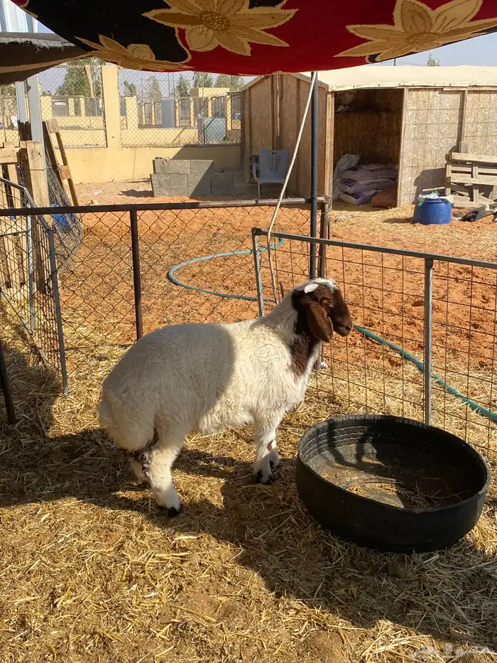 هرفي لبااانني 3