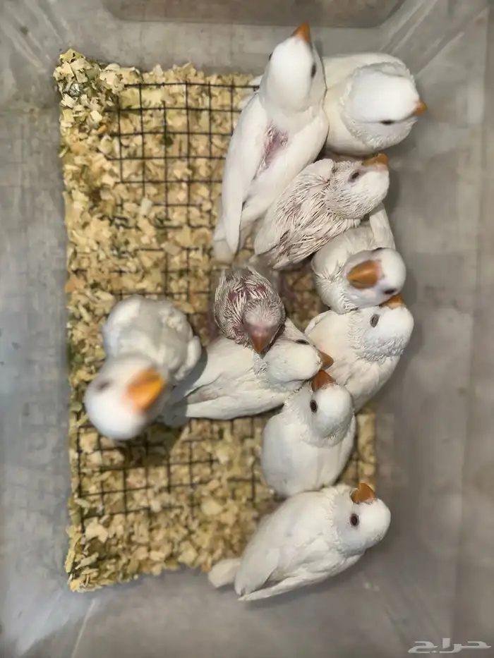 فروخ روز(البينو وبافالو) مميزه وحلوه 4