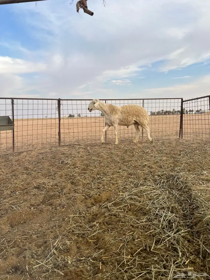 للبيع فحل حري صنف مشروط 1