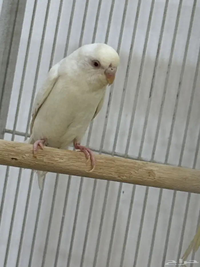 للبيع 6 اناثي وثلاثه ذكور تم البيع 1