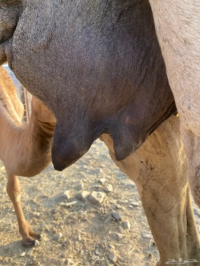 عشراء تحتها بكره ناقة حليب الحد 8300 1