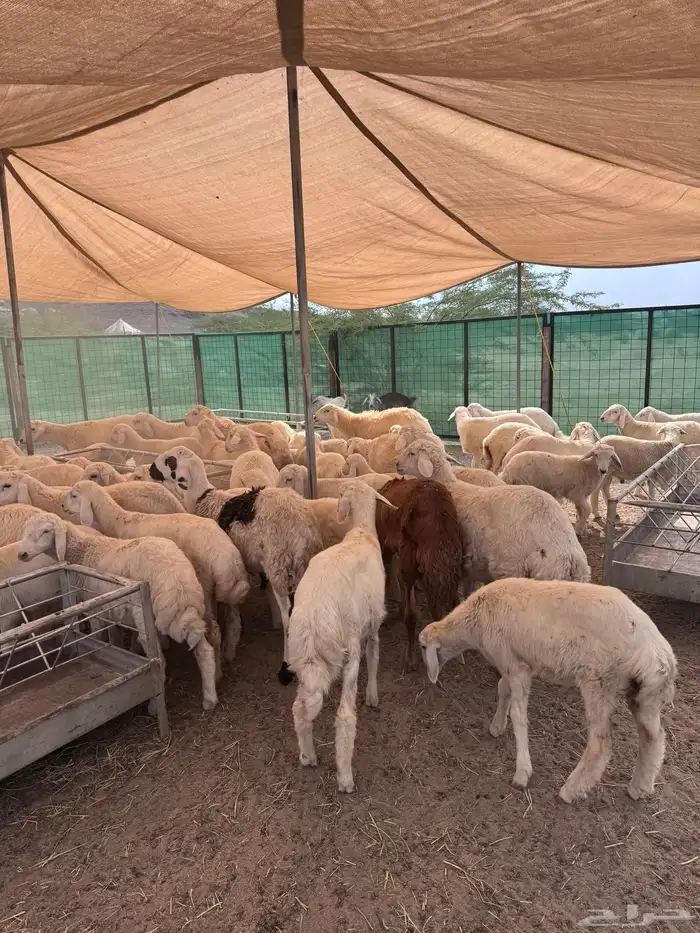 حلال ذبايح حريات 1