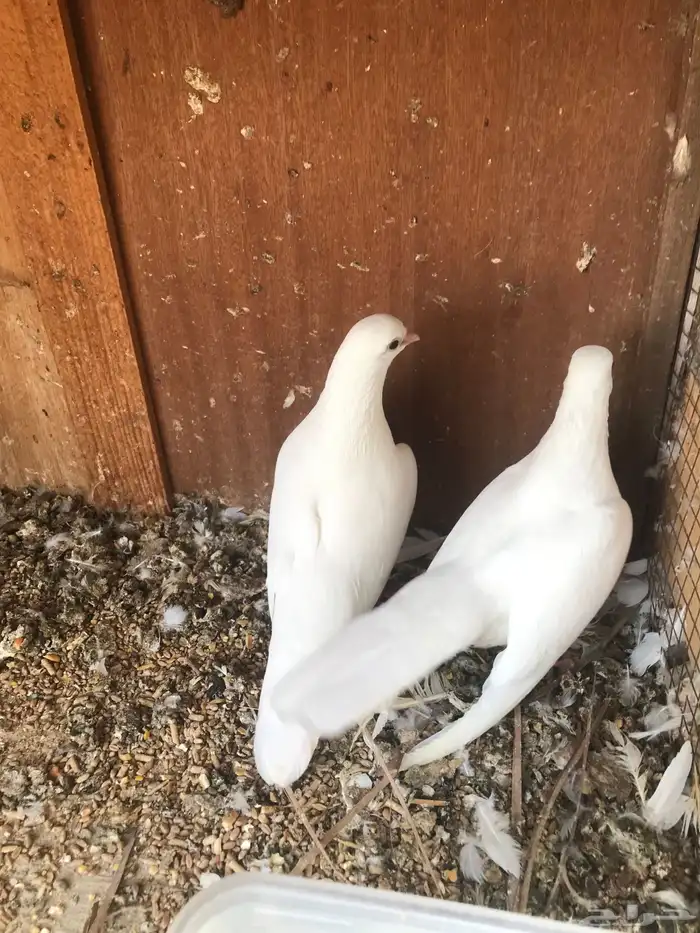 صنعاني اصيل شيبه 29