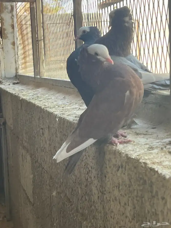 عشه حمام موكا هزاز 9