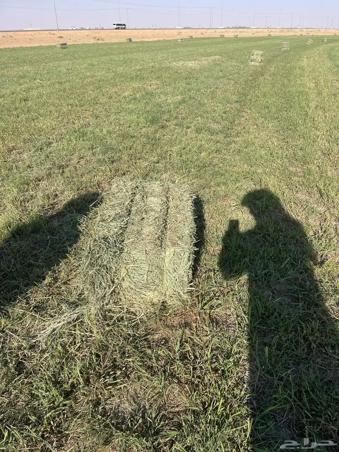 بلوبنك علف 3