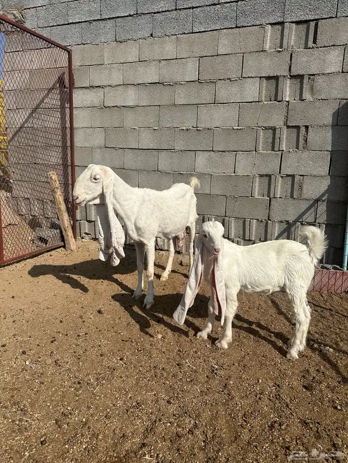 مراح معزا مطورات صنف 7