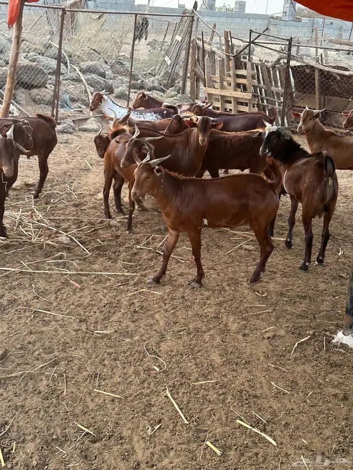 القنفذه حلي 1