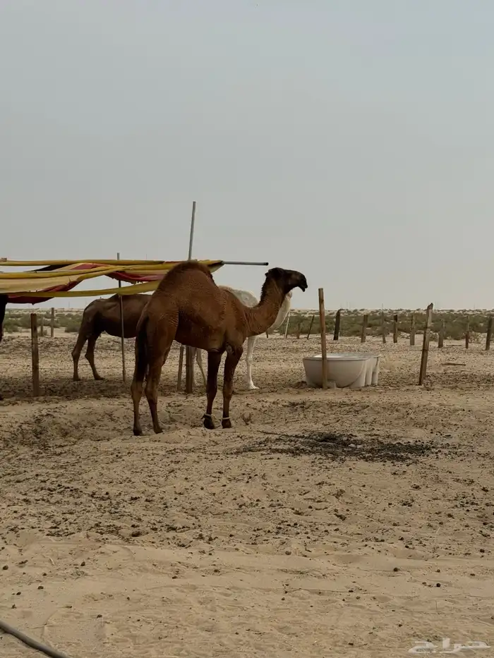 قعودمفرود ساسه دبياني الموقع طريق الرياض خلف نقطة الهزاع 2