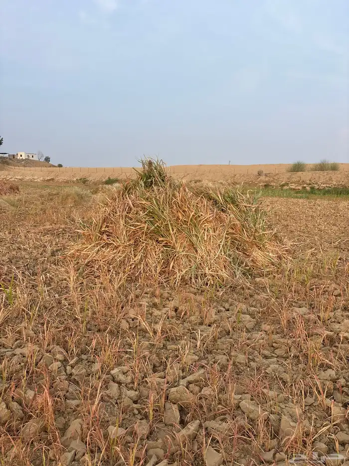 علف حلال العدد تقريبا  790 حبه 1