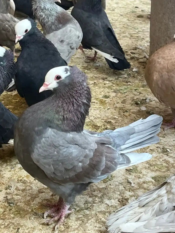 عشه حمام موكا هزاز 2