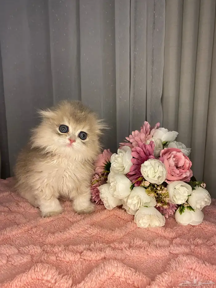 ذكر سكوتش تربل فولد منشكن للبيع مطعم 3