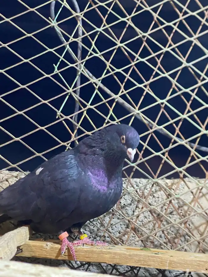 حمام قطايف 3