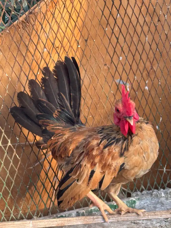 ديك جبانيز 3