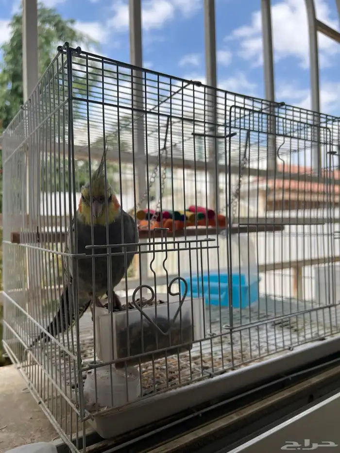 طير كروان للبيع 0