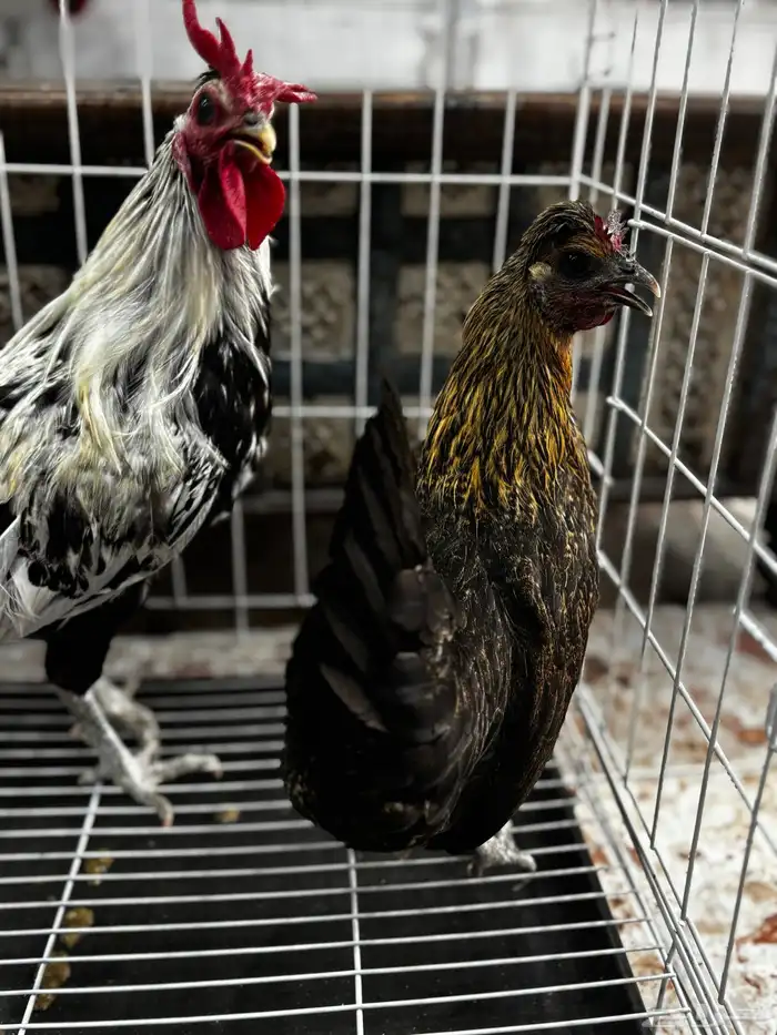 زوج دجاج كويتي من اهل هزاز 2