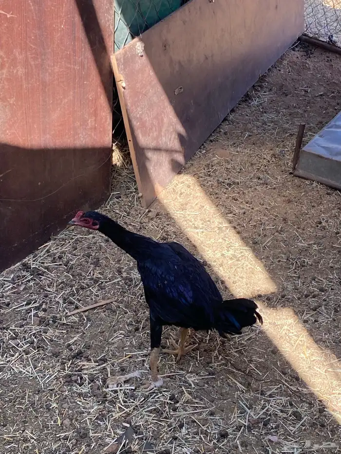 ديك باكستاني مهجن دجاجة بلدية 2