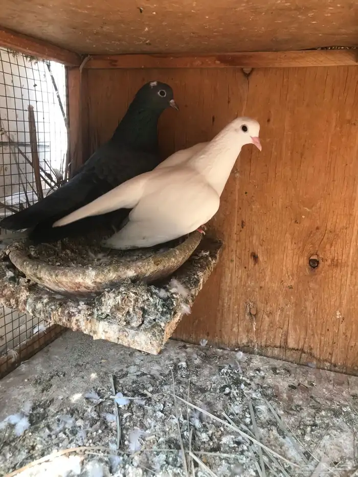 صنعاني اصيل شيبه 0