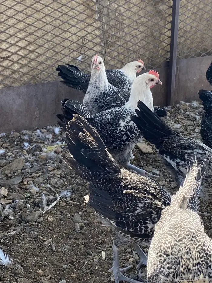 تم البيع الله يباركلك لرعيه 9