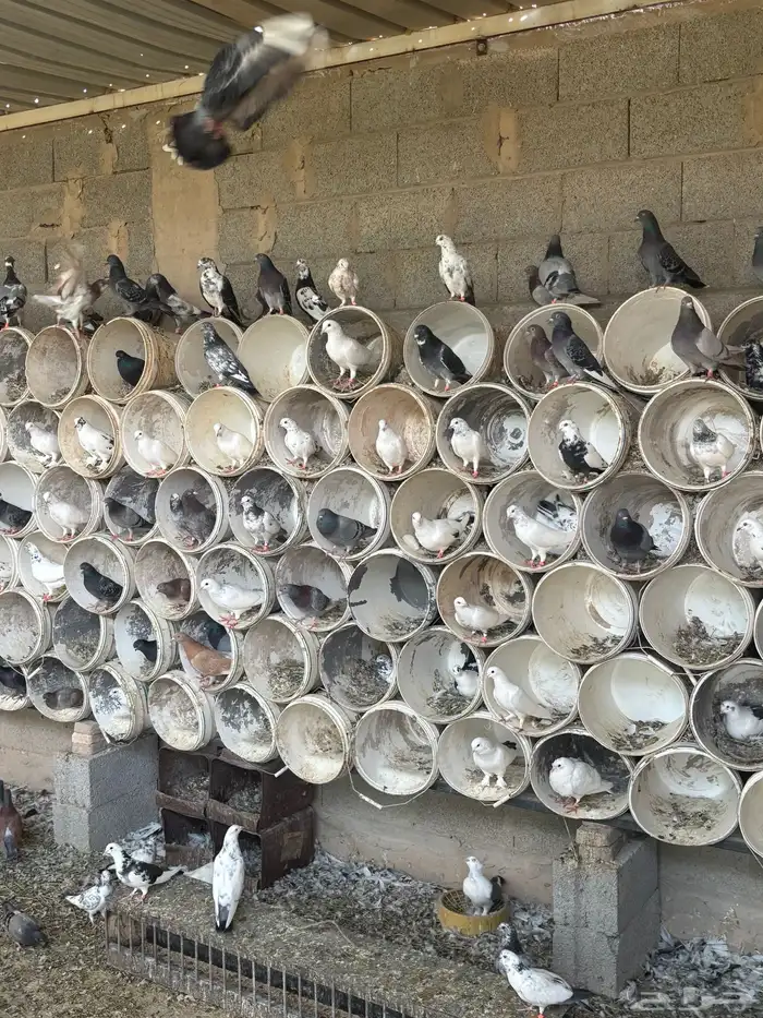 حمام عادي اكثرة فواتح وهندي كلهم عيال بعض 2