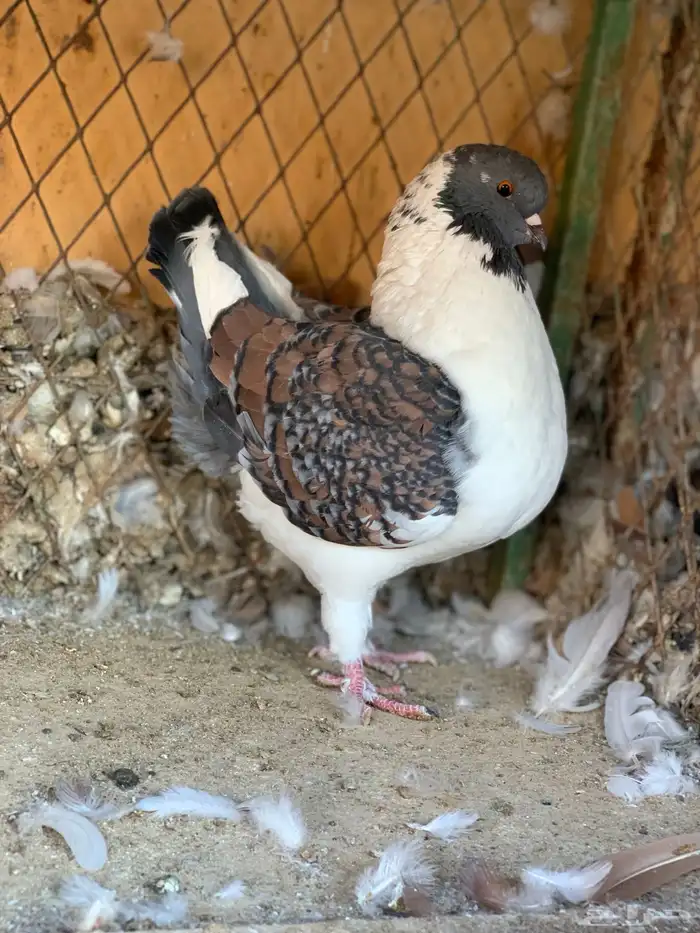 كنق باقي له ريشتين 0