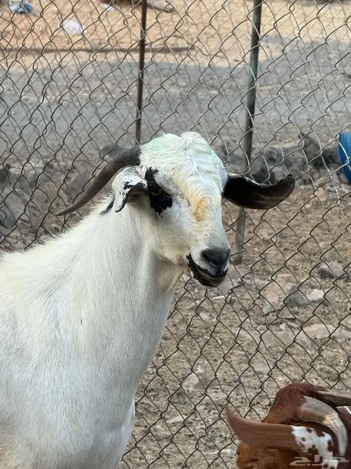 تيس بيشي فحل صنف الصنف 0