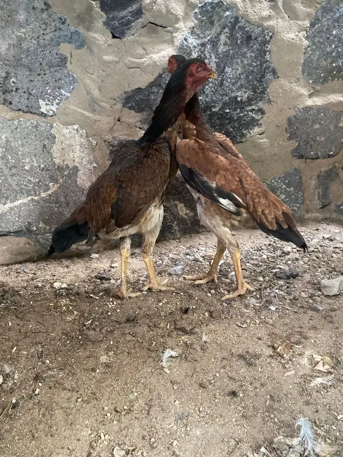 شامو ياباني 4