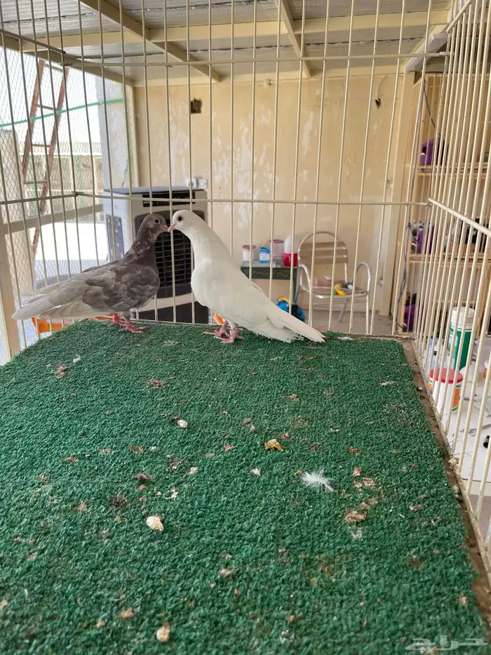 جوز صنعاوي منتج 1