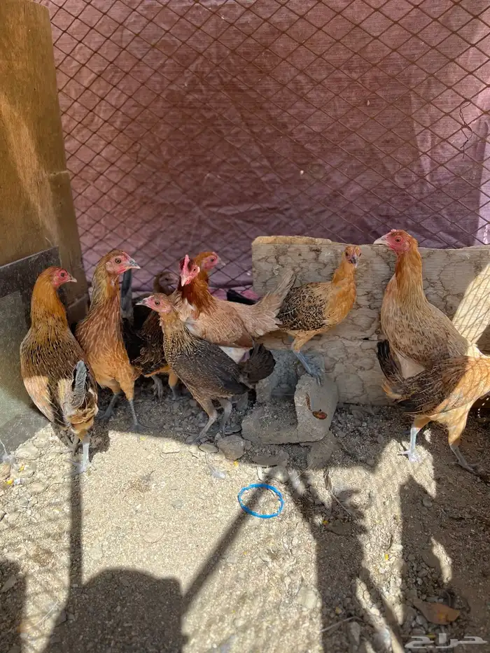 سلام عليكم اعرض لكم في دجاج 19